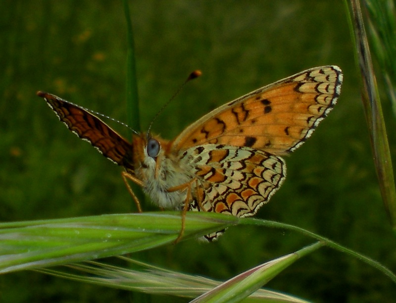 Melitaea phoebe / ornata